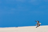 Maio : Vila do Maio : bird : Landscape Desert
Cabo Verde Foto Gallery