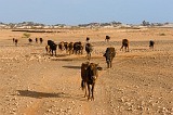 Maio : Terras Salgadas : vaca : Technology Agriculture
Cabo Verde Foto Galeria