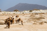 Maio : Terras Salgadas : capra : Landscape Desert
Cabo Verde Foto Galeria