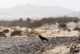 Boa Vista : Sal Rei : desert crow : Nature Animals
Cabo Verde Foto Gallery