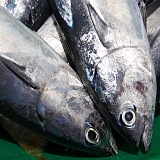 Santiago : Tarrafal : fish : Nature AnimalsCape Verde Foto Gallery