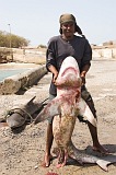 Santiago : Tarrafal : shark : People Work
Cabo Verde Foto Gallery