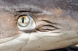 Santiago : Tarrafal : shark : Nature AnimalsCape Verde Foto Gallery