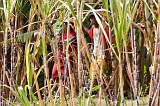 Santiago : Calheta : sugar cane : People
Cabo Verde Foto Gallery
