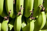 Santiago : Ra Seca : banana : Nature Plants
Cabo Verde Foto Galeria