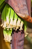 Santiago : Picos : banana : Nature Plants
Cabo Verde Foto Galeria