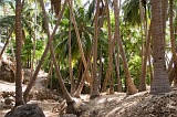 Santiago : Achada Leite : palm tree : Nature Plants
Cabo Verde Foto Gallery