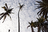 Santiago : Cidade Velha : palm tree : Nature Plants
Cabo Verde Foto Gallery