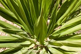 Insel: Santiago  Wanderweg:  Ort: Rui Vaz Motiv: Aloe vera Motivgruppe: Nature Plants © Florian Drmer www.Cabo-Verde-Foto.com