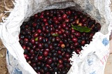 Fogo : Mosteiros : coffee : Nature Plants
Cabo Verde Foto Gallery