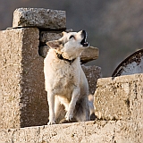 Brava : Vila Nova Sintra : cão : Nature Animals
Cabo Verde Foto Galeria