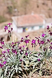 Brava : Vila Nova Sintra : flower : Nature Plants
Cabo Verde Foto Gallery