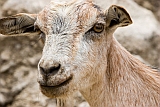 Brava : Furna : goat : Nature Animals
Cabo Verde Foto Gallery
