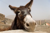 So Nicolau : Cabealinho : donkey : Nature Animals
Cabo Verde Foto Gallery