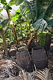 So Nicolau : Faj : white rum production : People Work
Cabo Verde Foto Gallery