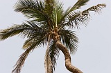 So Nicolau : Carrial : palm : Nature Plants
Cabo Verde Foto Gallery