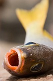 So Nicolau : Carrial : fish : Nature Animals
Cabo Verde Foto Gallery