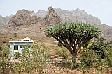 So Nicolau : Faj : dragon tree : Landscape Mountain
Cabo Verde Foto Gallery
