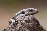 So Nicolau : Faj : lizard : Nature Animals
Cabo Verde Foto Gallery