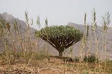 So Nicolau : Faj : dragon tree : Landscape Mountain
Cabo Verde Foto Gallery
