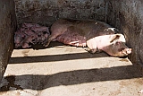 So Vicente : Ribeira da Vinha : porco : Nature Animals
Cabo Verde Foto Galeria
