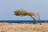 Sal : Palmeira : tree : Landscape Sea
Cabo Verde Foto Gallery