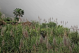 Santo Anto : Pal : sugar cane : Landscape Agriculture
Cabo Verde Foto Gallery