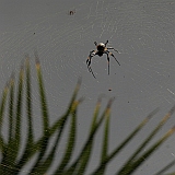 Santo Anto : Ribeira Grande : spider : Nature Animals
Cabo Verde Foto Gallery