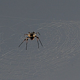 Santo Anto : Ribeira Grande : spider : Nature Animals
Cabo Verde Foto Gallery