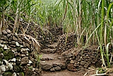 Santo Anto : Lombo de Pico : sugar cane : Landscape Agriculture
Cabo Verde Foto Gallery