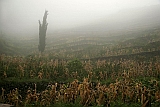 Insel: Santo Anto  Wanderweg:  Ort: Lombo de Pico Motiv: Nebelwald Motivgruppe: Landscape Agriculture © Florian Drmer www.Cabo-Verde-Foto.com