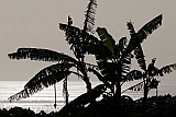 Santo Anto : Tarrafal de Monte Trigo : banana : Landscape Sea
Cabo Verde Foto Galeria