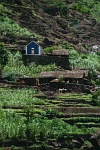Santo Anto : Figueiras de cima : Irrigated agriculture : Landscape Agriculture
Cabo Verde Foto Gallery