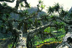 Insel: Santo Anto  Wanderweg:  Ort: Paul Motiv: Drachenbaum Motivgruppe: Nature Plants © Pitt Reitmaier www.Cabo-Verde-Foto.com
