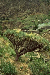 Santo Anto : Paul Ch de Joao Vaz : dragoeiro : Nature Plants
Cabo Verde Foto Galeria