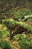 Santo Anto : Paul Cha de Joao Vaz : dragoeiro : Nature Plants
Cabo Verde Foto Galeria