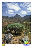 Insel: So Nicolau  Wanderweg: 206 Ort: Pico Agudo - Faja Motiv: Drachenbaum Motivgruppe: Landscape Mountain © Pitt Reitmaier www.Cabo-Verde-Foto.com