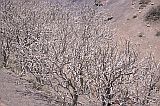 So Nicolau : Hortela Monte Gordo : fig tree : Nature Plants
Cabo Verde Foto Gallery