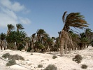 Boa Vista : Boa Esperanca : palm tree : Nature Plants
Cabo Verde Foto Gallery