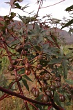 Fogo : Ch das Caldeiras : rizinus : Nature Plants
Cabo Verde Foto Gallery