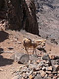 So Vicente : Santa Luzia da Terra : donkey : Nature Animals
Cabo Verde Foto Gallery