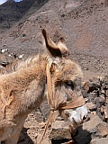 So Vicente : Santa Luzia da Terra : donkey : Nature Animals
Cabo Verde Foto Gallery