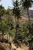 Insel: Santiago  Wanderweg:  Ort: Tabugal Motiv: bewsserte Landwirtschaft Motivgruppe: Landscape Agriculture © Pitt Reitmaier www.Cabo-Verde-Foto.com