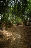 Santiago : Calheta : hiking trail : Landscape Forest
Cabo Verde Foto Gallery