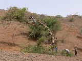 Santiago : Ribeireta : timber : Technology
Cabo Verde Foto Gallery