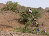 Santiago : Ribeireta : timber : Technology
Cabo Verde Foto Gallery