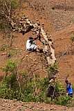 Santiago : Ribeireta : firewood : Technology
Cabo Verde Foto Gallery