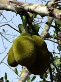 Fogo : Monte Queimado : jaca : Nature Plants