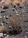 Fogo : Bordeira : endemic vegetation : Nature Plants
Cabo Verde Foto Gallery