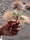 Fogo : Bordeira : endemic vegetation : Nature Plants
Cabo Verde Foto Gallery